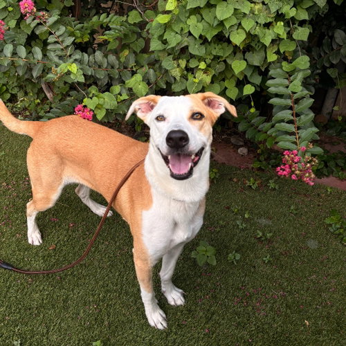 Angel, an adoptable Shepherd in Dallas, TX
