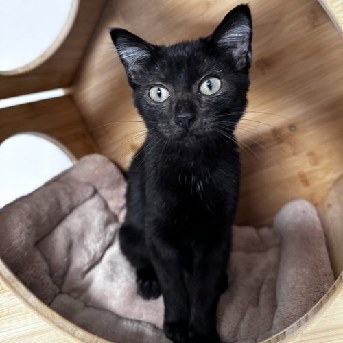 WISTERIA - Domestic Short Hair available for adoption