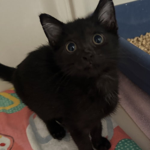 WISTERIA - Domestic Short Hair available for adoption