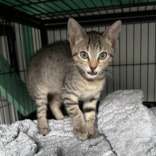 Strawberry, an adoptable Domestic Short Hair in Dallas, TX