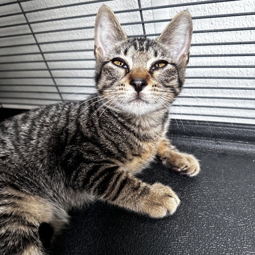 Wasp, an adoptable Domestic Short Hair in Dallas, TX