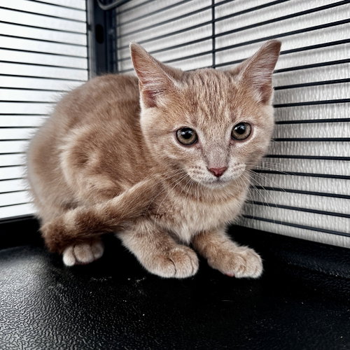 MARIGOLD - Domestic Short Hair available for adoption