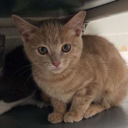MARIGOLD - Domestic Short Hair available for adoption