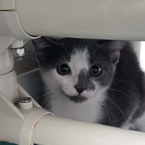 COSMO - Domestic Short Hair available for adoption