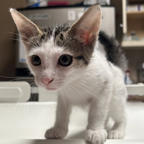Patches, an adoptable Domestic Short Hair in Dallas, TX