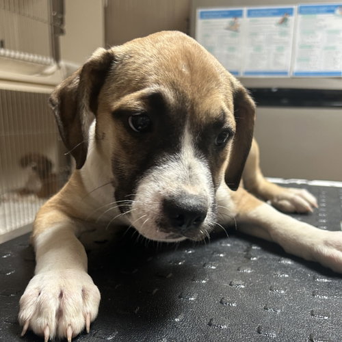 Sookie, an adoptable Terrier in Dallas, TX