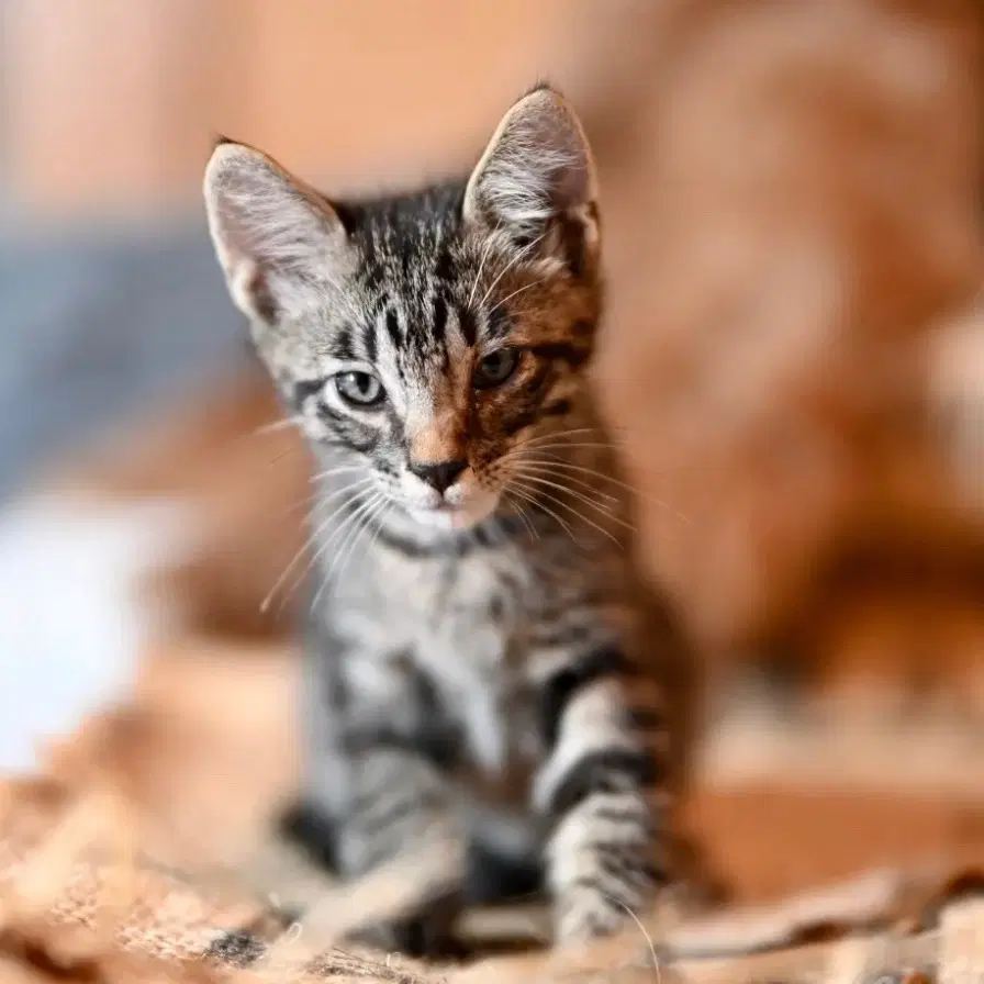 Pepper Jack - Domestic Short Hair