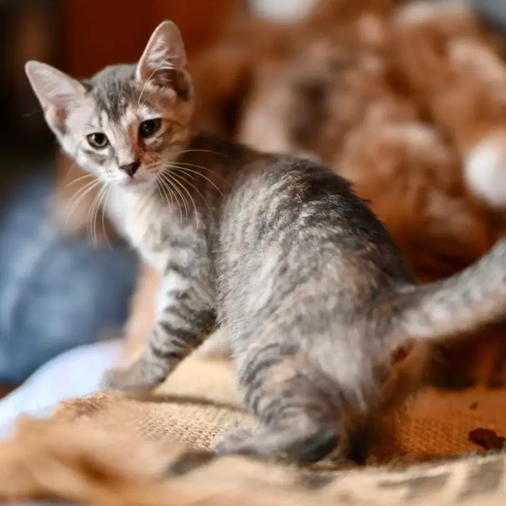 Brumhilda - Domestic Short Hair