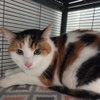 Cantaloupe - Photo 2