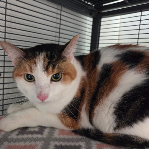 CANTALOUPE - Domestic Short Hair available for adoption