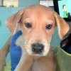Dolly - Photo 1
