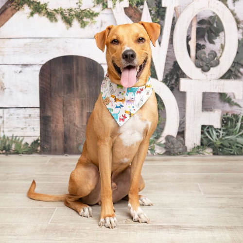 Cinnamon, an adoptable Retriever in Dallas, TX