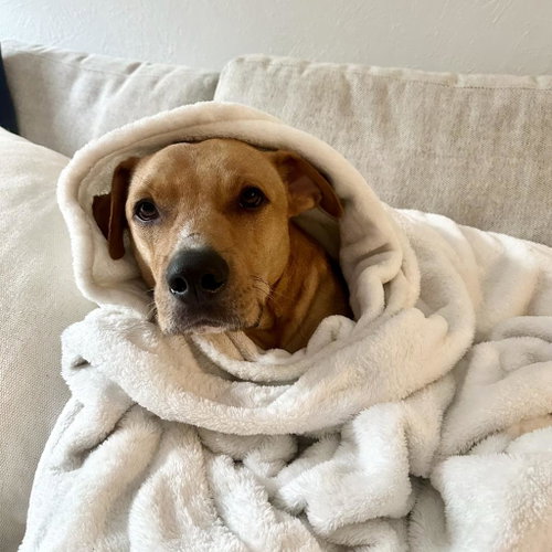 Cinnamon photo 2