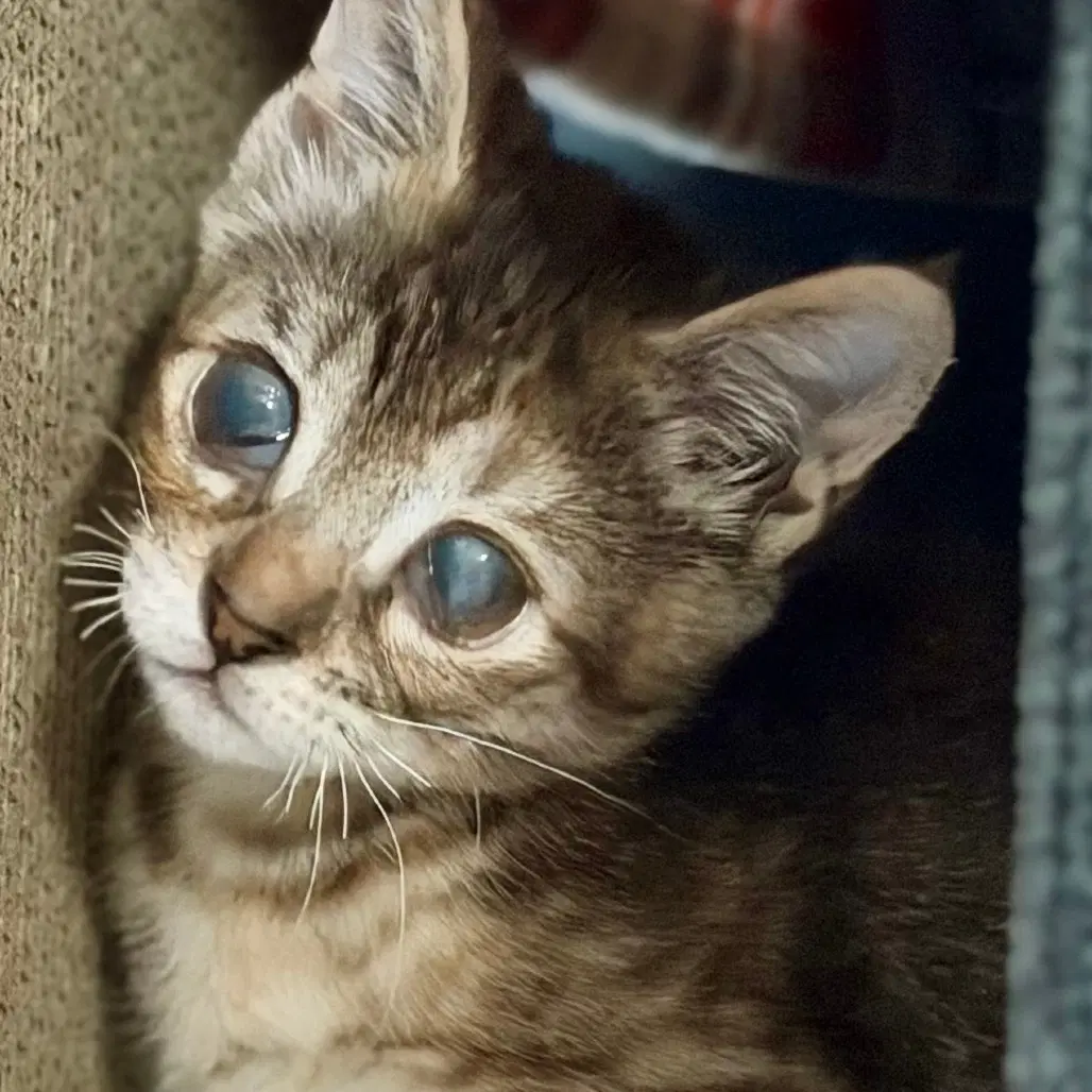 Poppy Seed Muffin - Domestic Short Hair