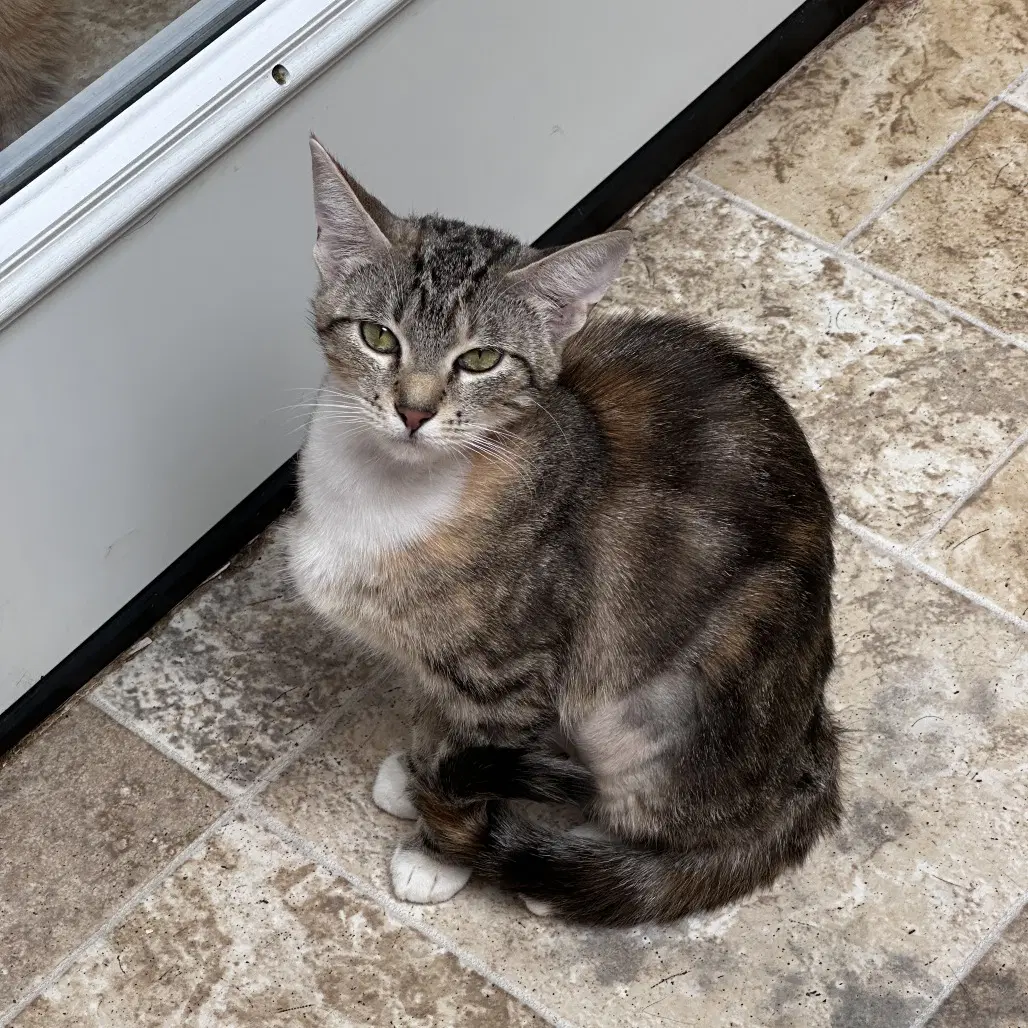 Amy - Domestic Short Hair