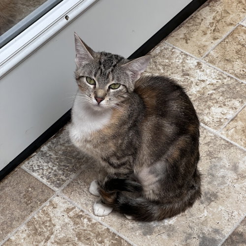 Amy, a cat for adoption from Dallas Pets Alive