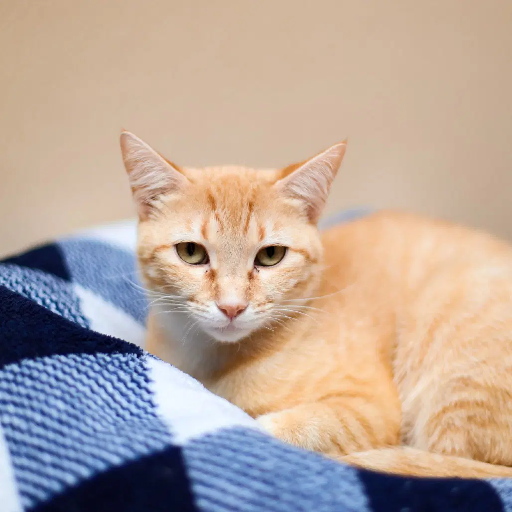Atta - Domestic Short Hair