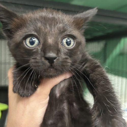 SAPPHIRE - Domestic Short Hair available for adoption