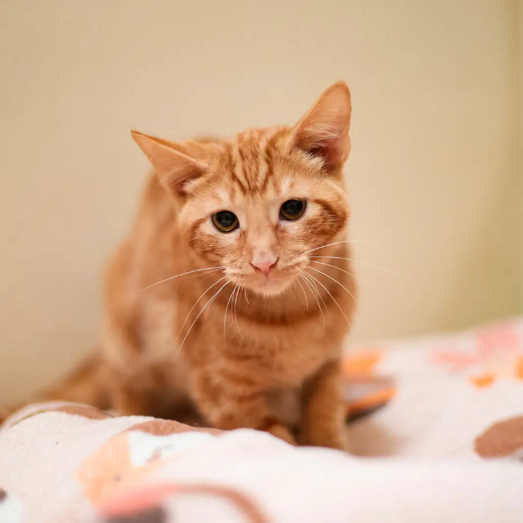 Marmalade - Domestic Short Hair
