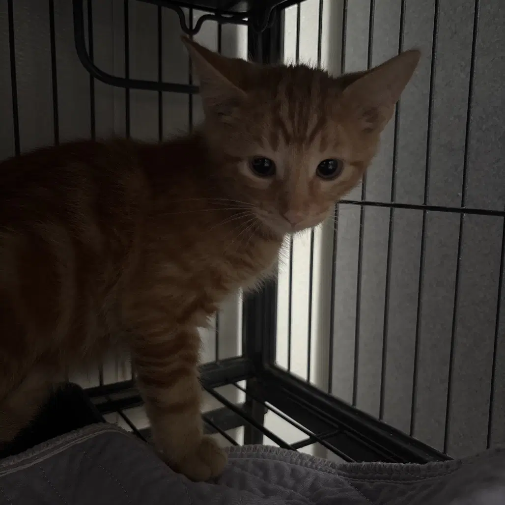 Marmalade image 2