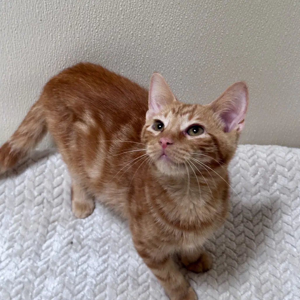 Marmalade image 4
