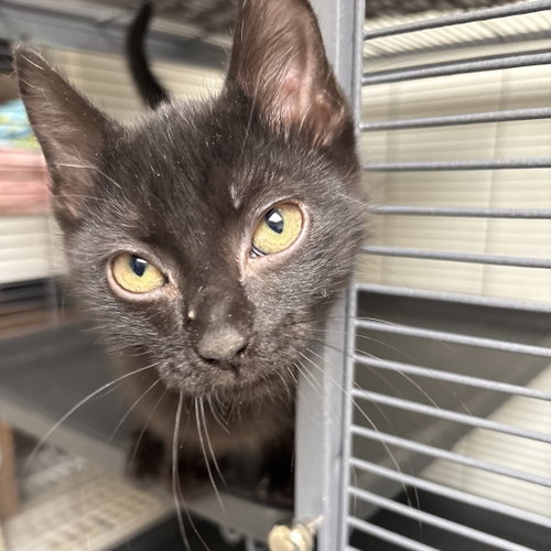 SHADOW - Domestic Short Hair available for adoption