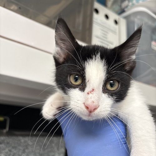 TUX - Domestic Short Hair available for adoption