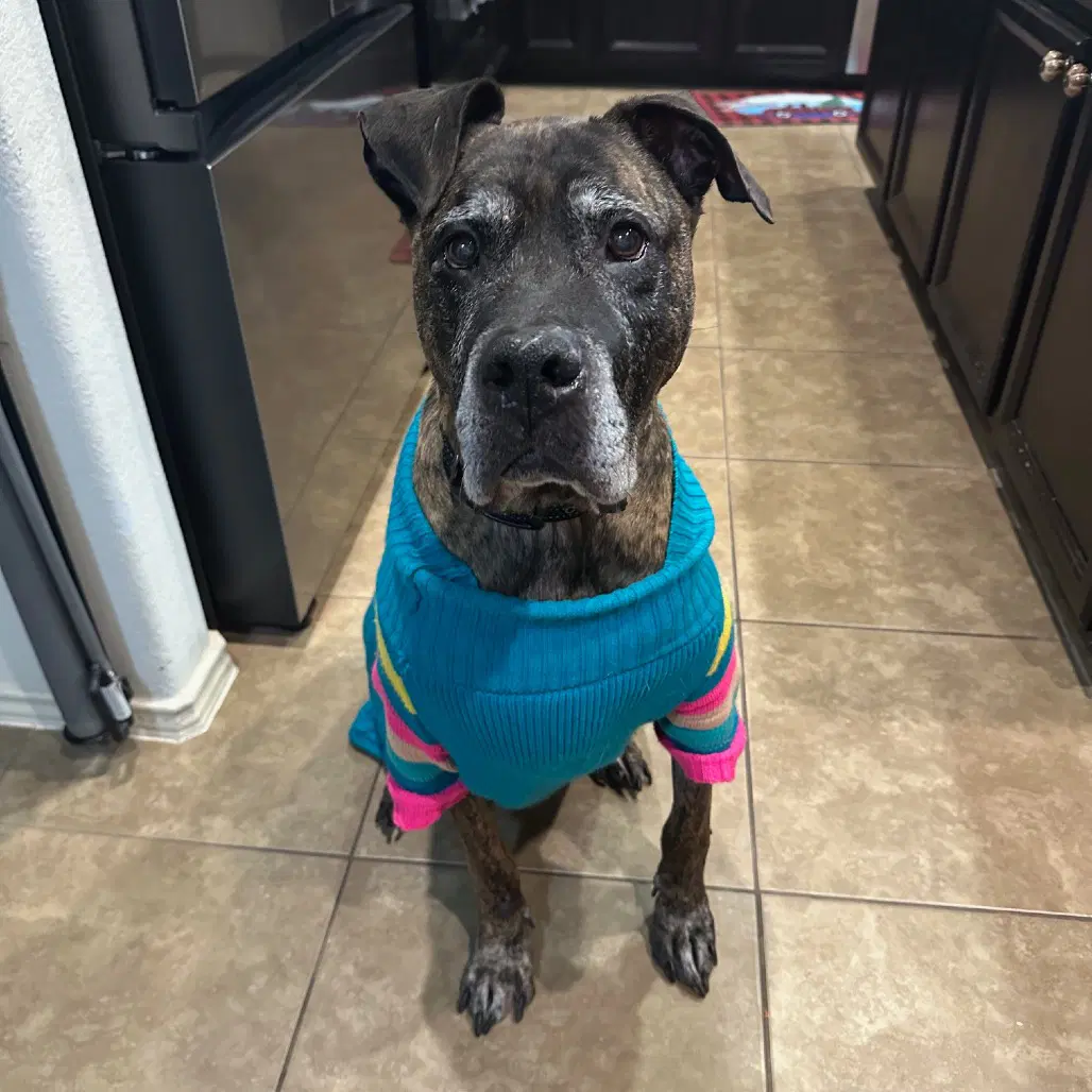 Winston - Presa Canario
