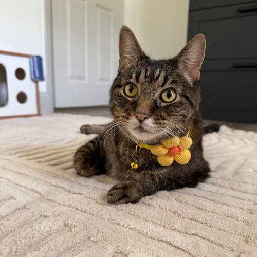 Suki, a cat for adoption from Dallas Pets Alive