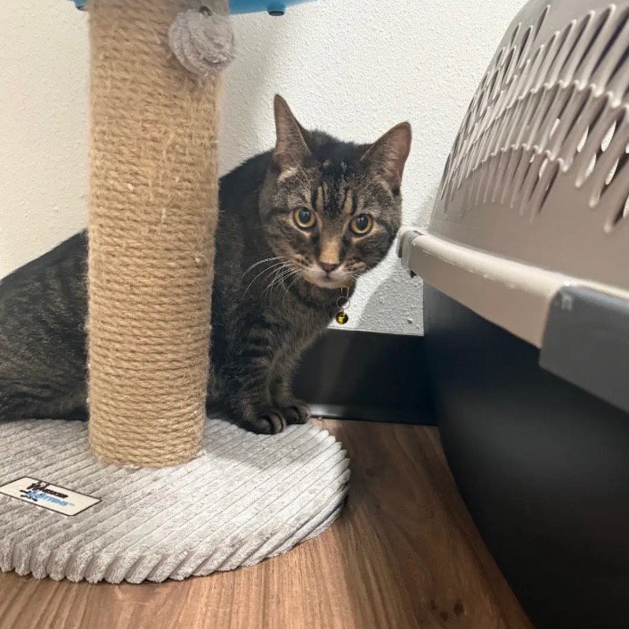 Suki, photo 2