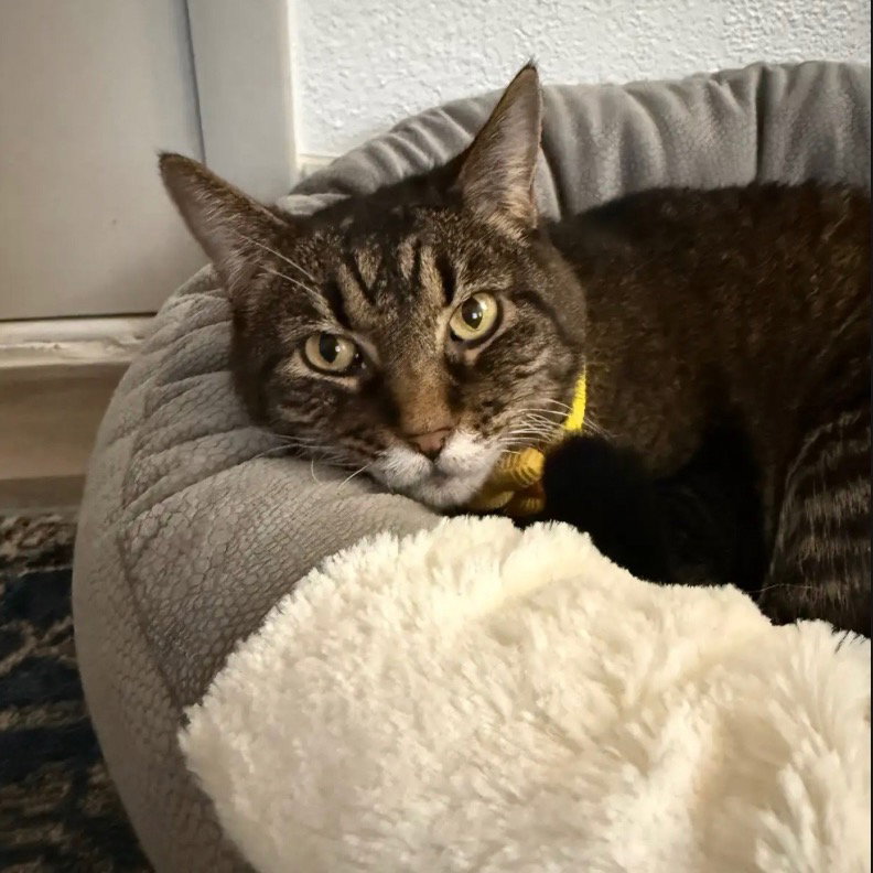 Suki, photo 4