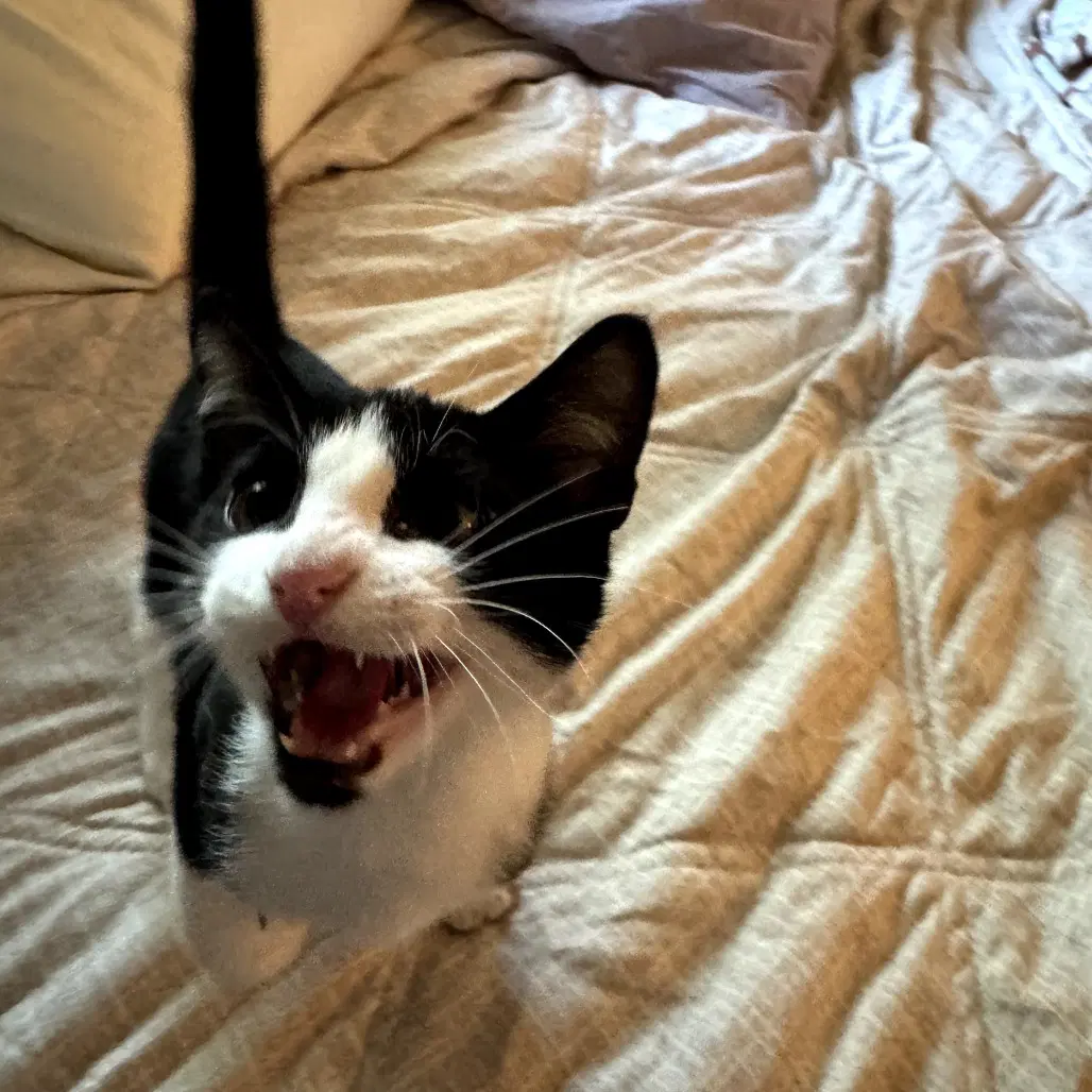 Robinii - Domestic Short Hair