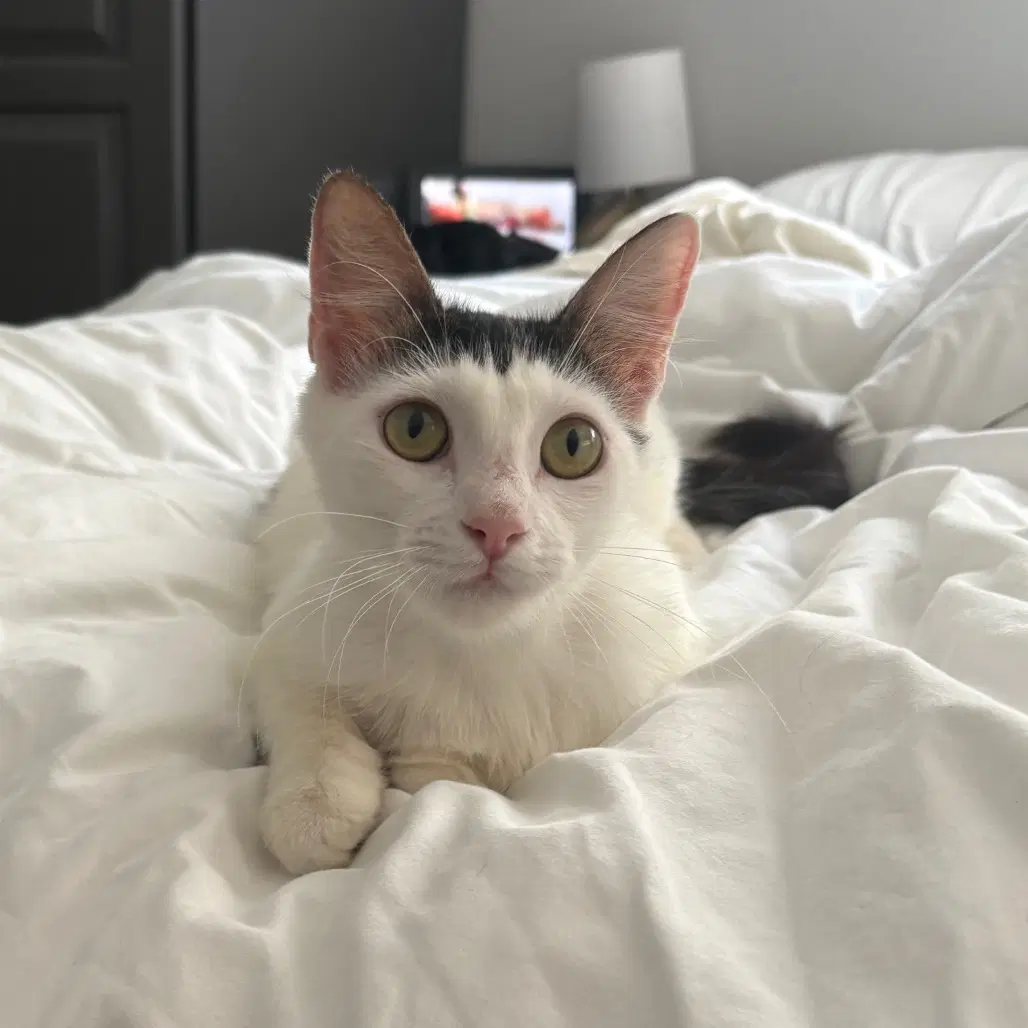 Focaccia - Domestic Short Hair