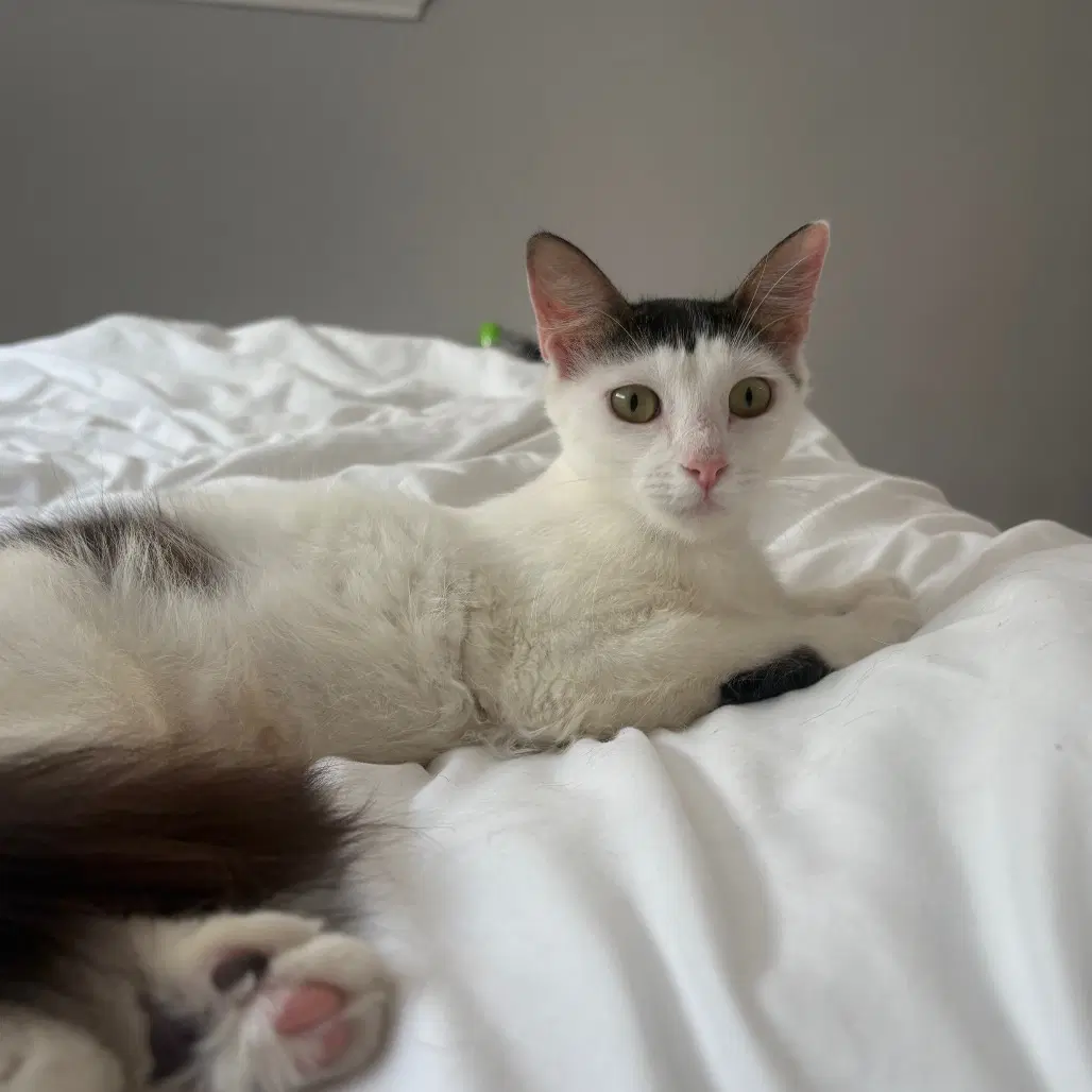 Focaccia - Domestic Short Hair