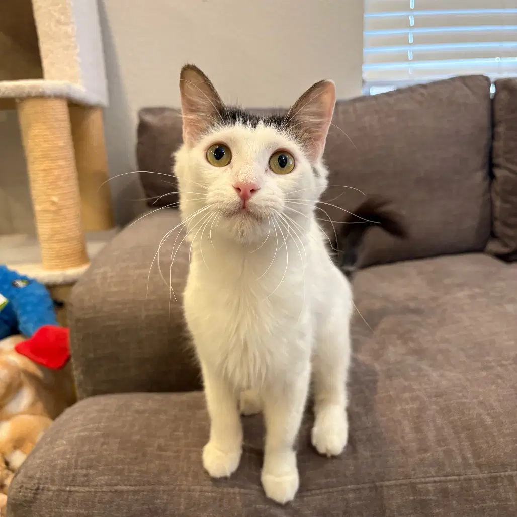 Focaccia - Domestic Short Hair