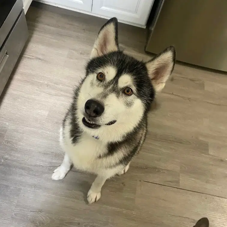 Sammie - Husky