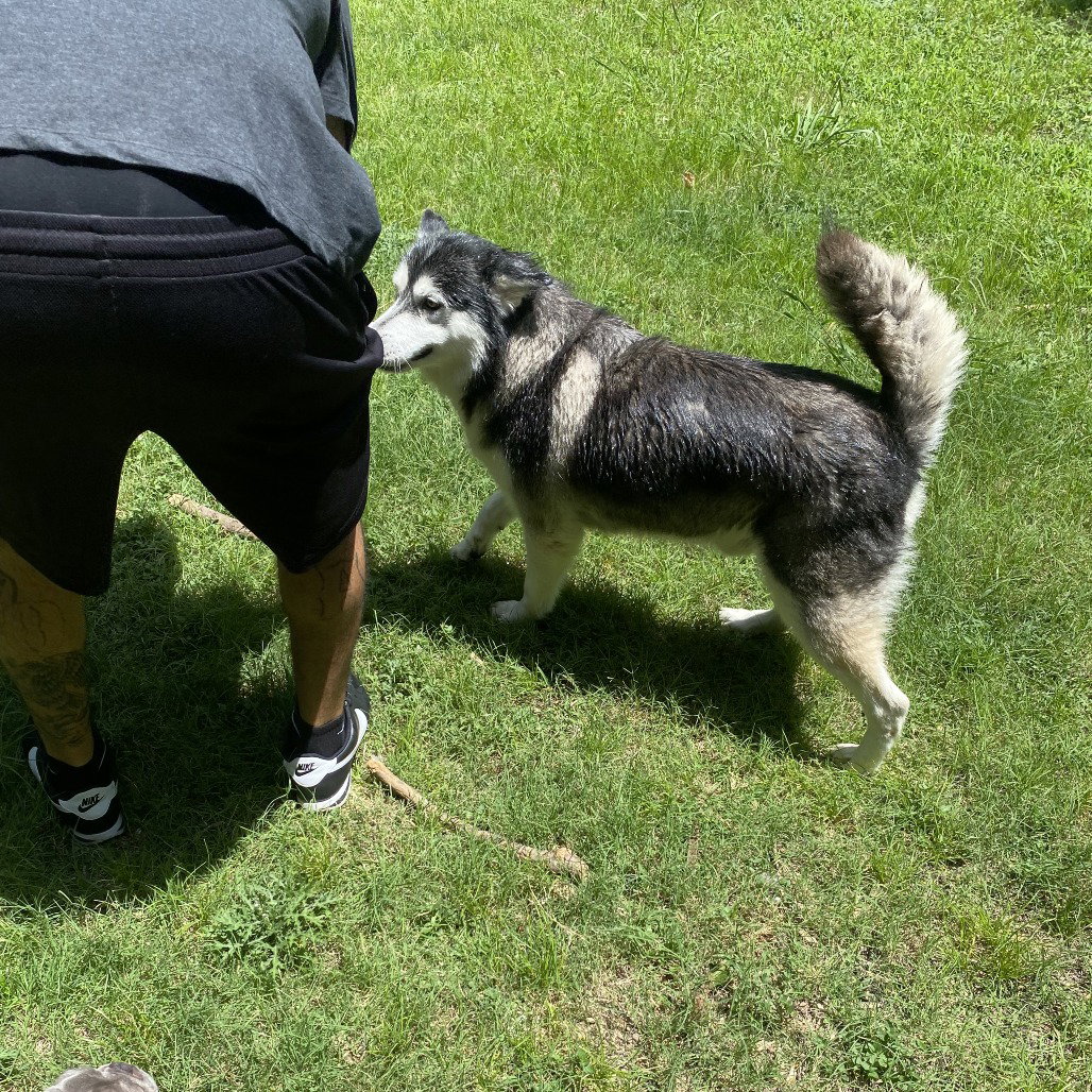 Sammie, photo 2