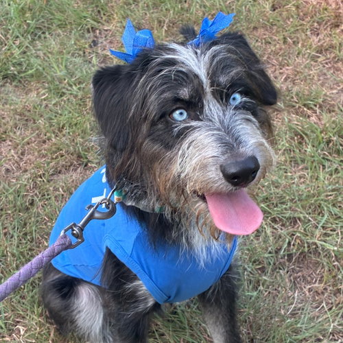 Darla, a dog for adoption from Dallas Pets Alive