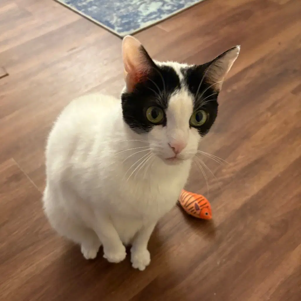 Max Xviii New Digs - Domestic Short Hair