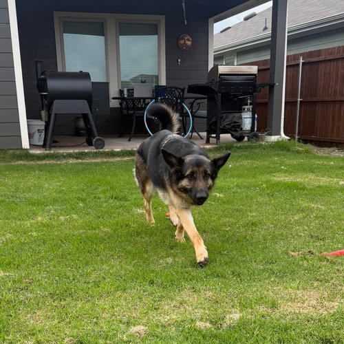 Nyla Iii photo 2