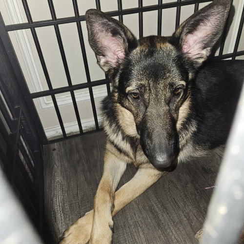 Nyla Iii photo 3