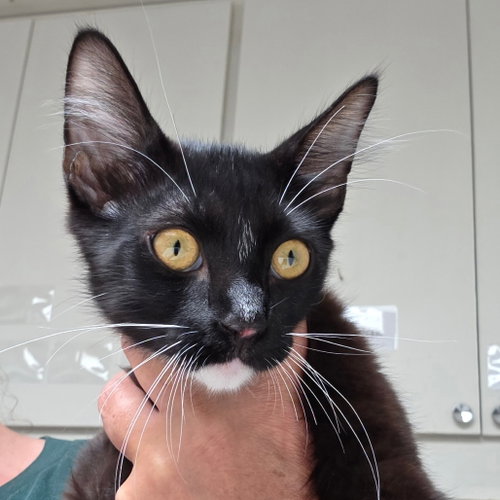 ALEX - Domestic Short Hair available for adoption