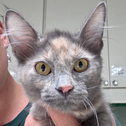 AVA - Domestic Short Hair available for adoption