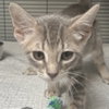 Bean - Photo 1
