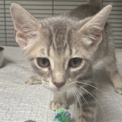 BEAN - Domestic Short Hair available for adoption