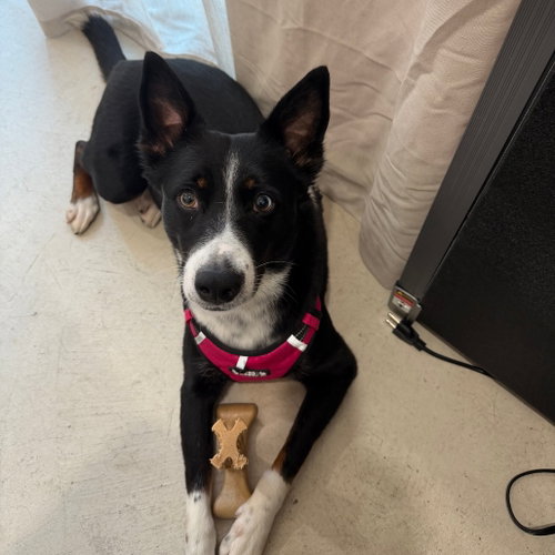 Tallie, a dog for adoption from Dallas Pets Alive