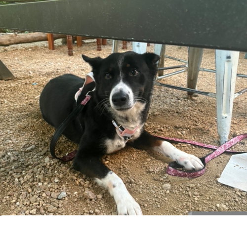 Photo 3 of Tallie