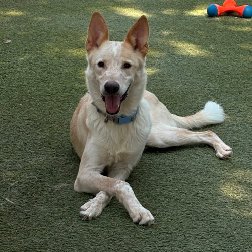 Samson, a dog for adoption from Dallas Pets Alive