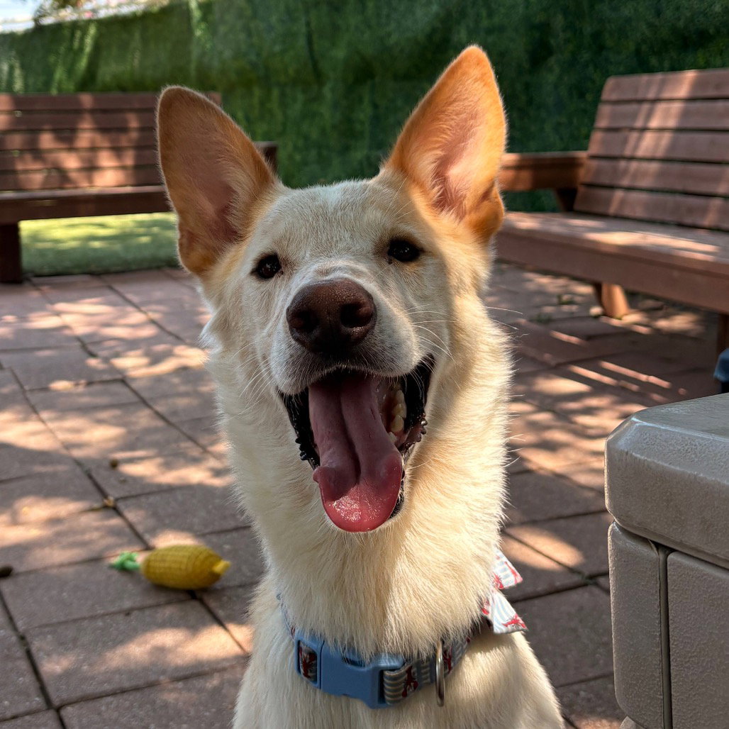 Samson
