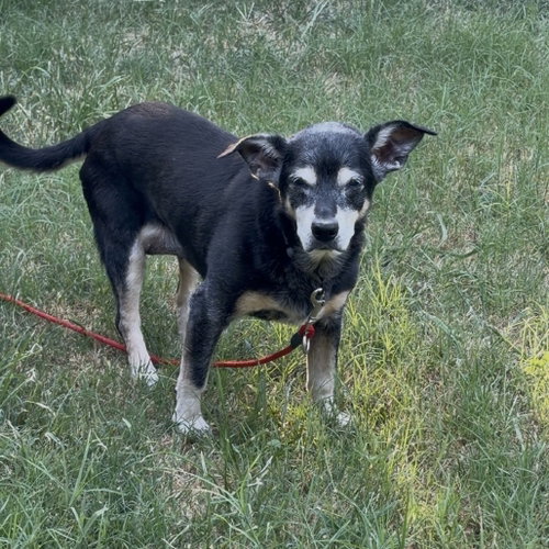 Bebe, a dog for adoption from Dallas Pets Alive